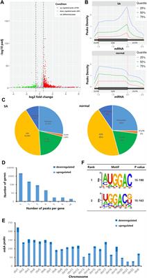 The Alteration of m6A Modification at the Transcriptome-Wide Level in Human Villi During Spontaneous Abortion in the First Trimester